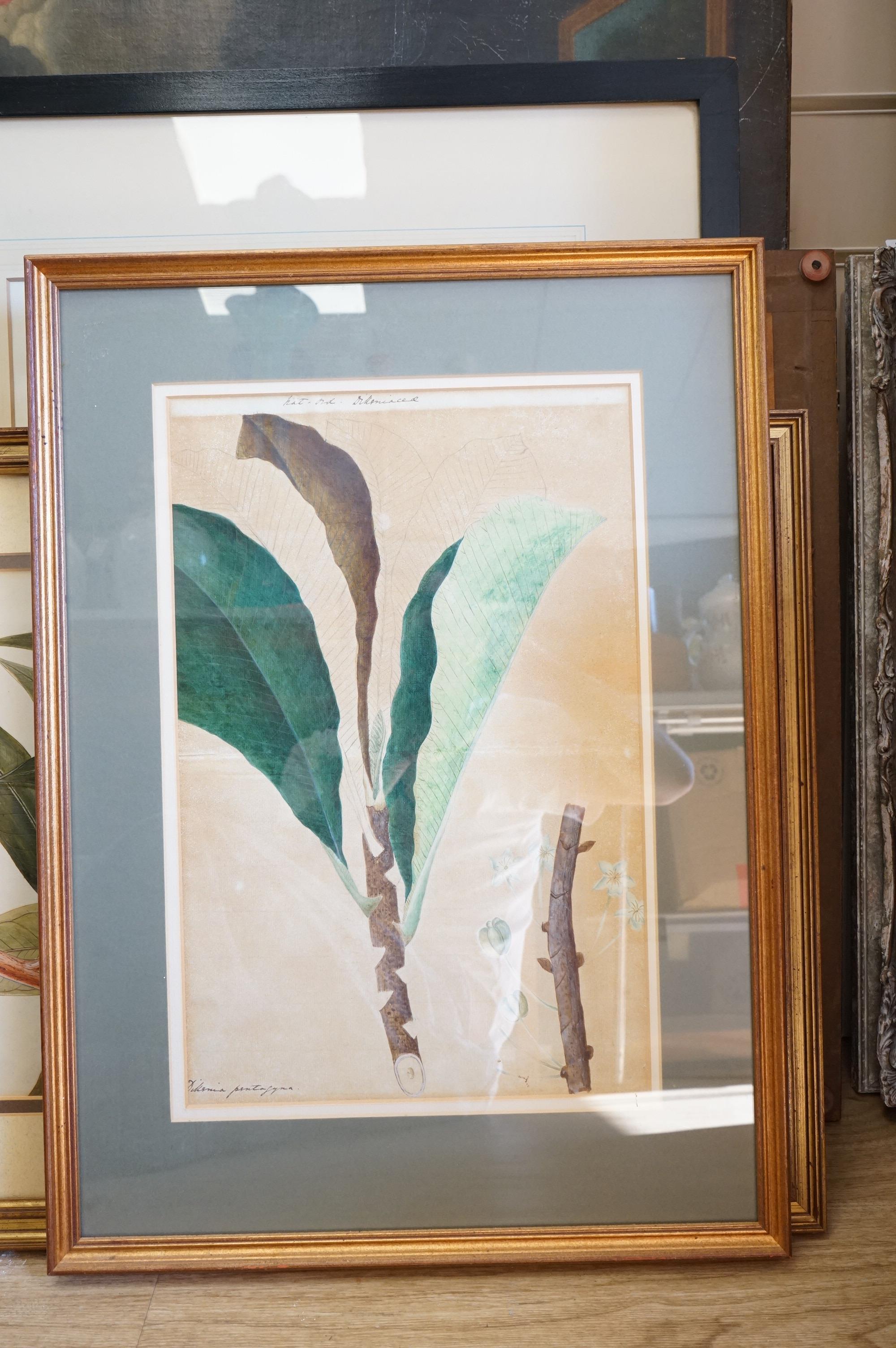 T. Robins (19th. C), pair of botanical interest watercolours, Flowers, together with two other similar examples, largest 45 x 32cm